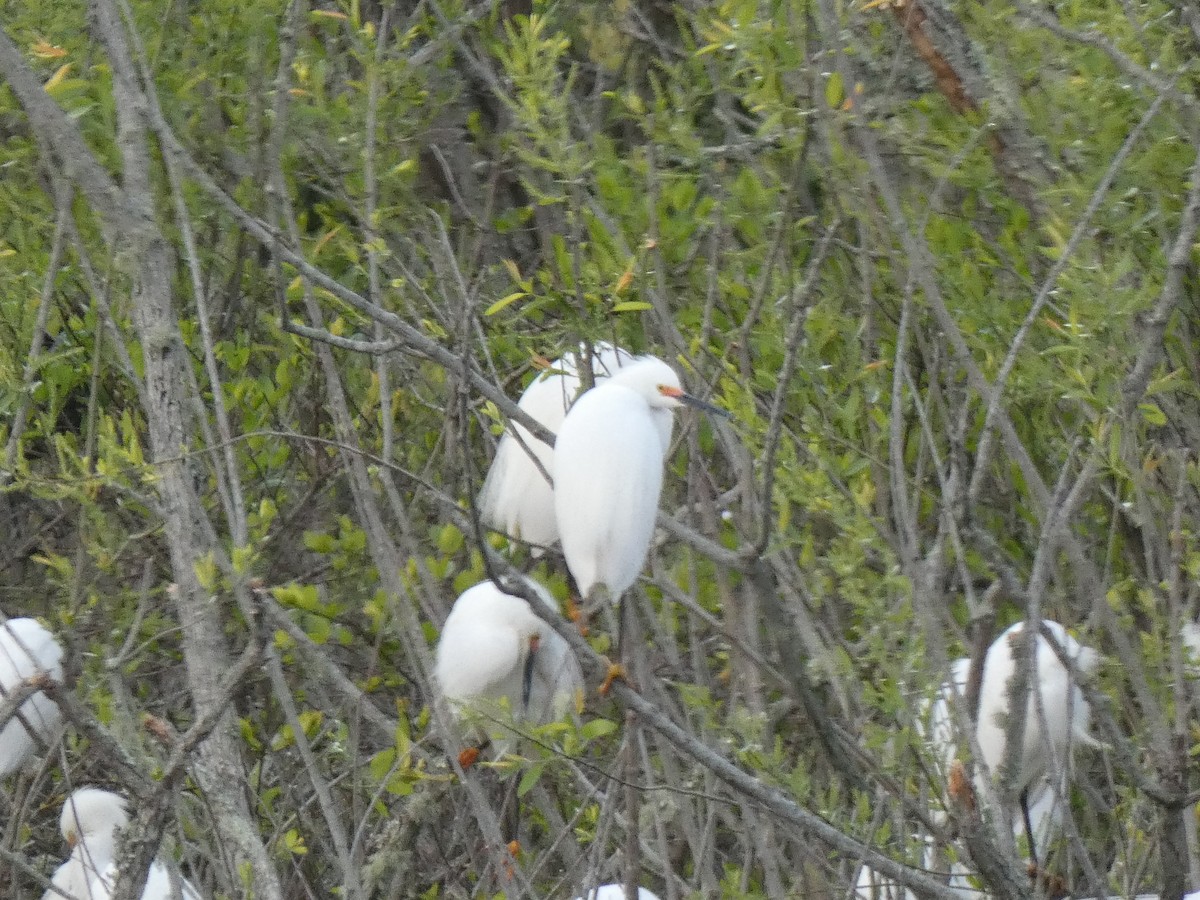 Snowy Egret - ML335991111