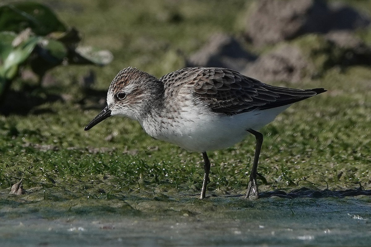 Semipalmated Sandpiper - ML335991691