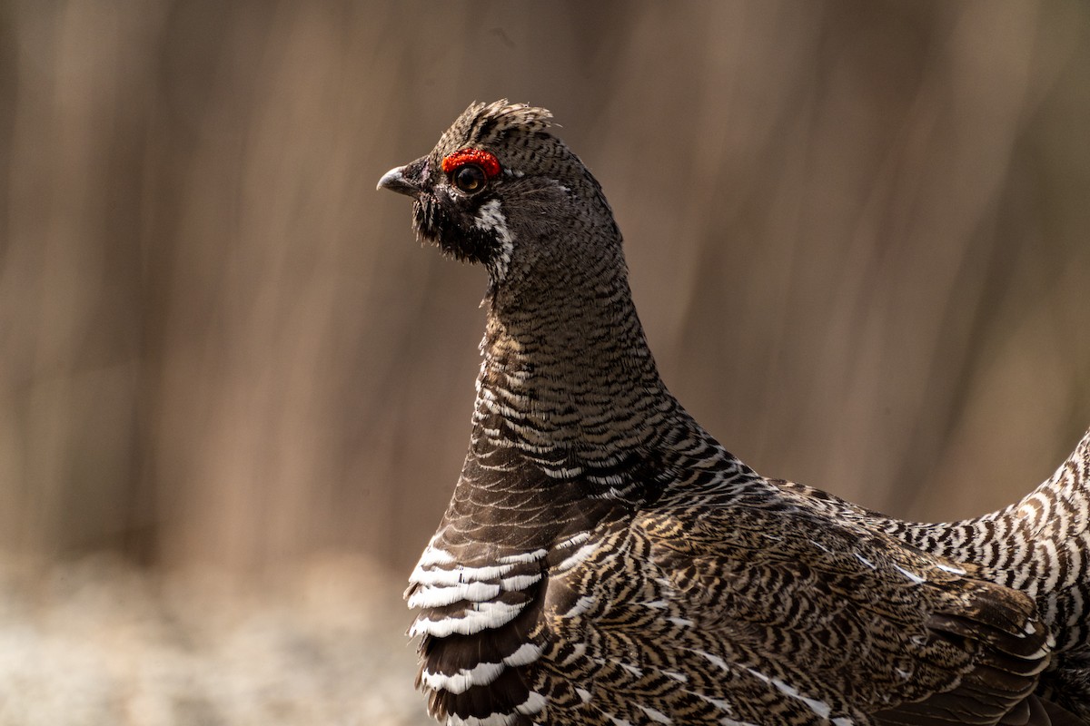 Gallo Canadiense - ML335992451