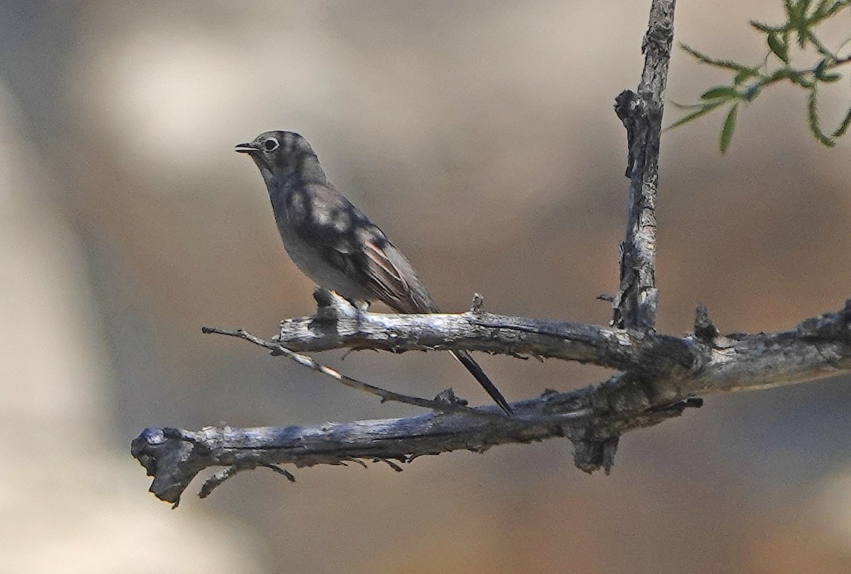 Townsend's Solitaire - ML335992571