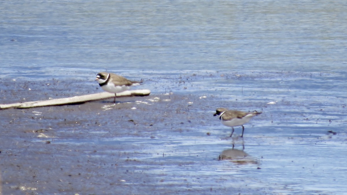 Semipalmated Plover - ML335993661