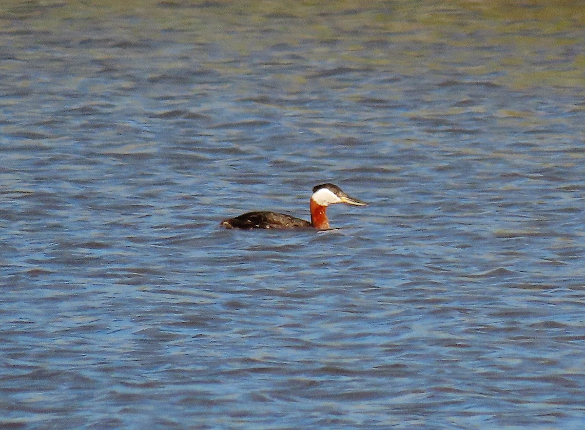 Red-necked Grebe - ML335993701