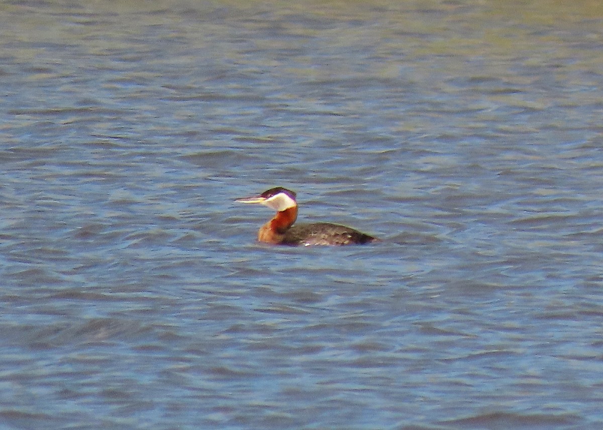 Red-necked Grebe - ML335993751