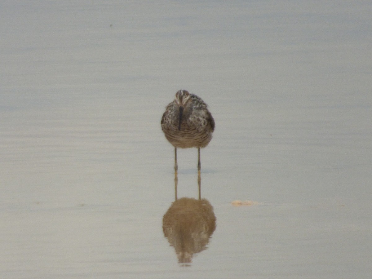 Short-billed Dowitcher - Tarra Lindo