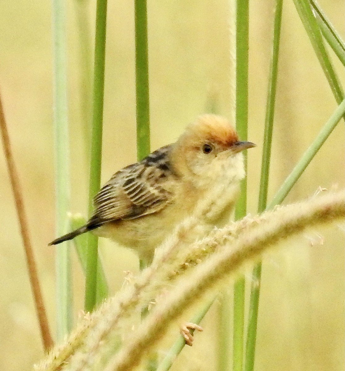 Cisticole à couronne dorée - ML335995891