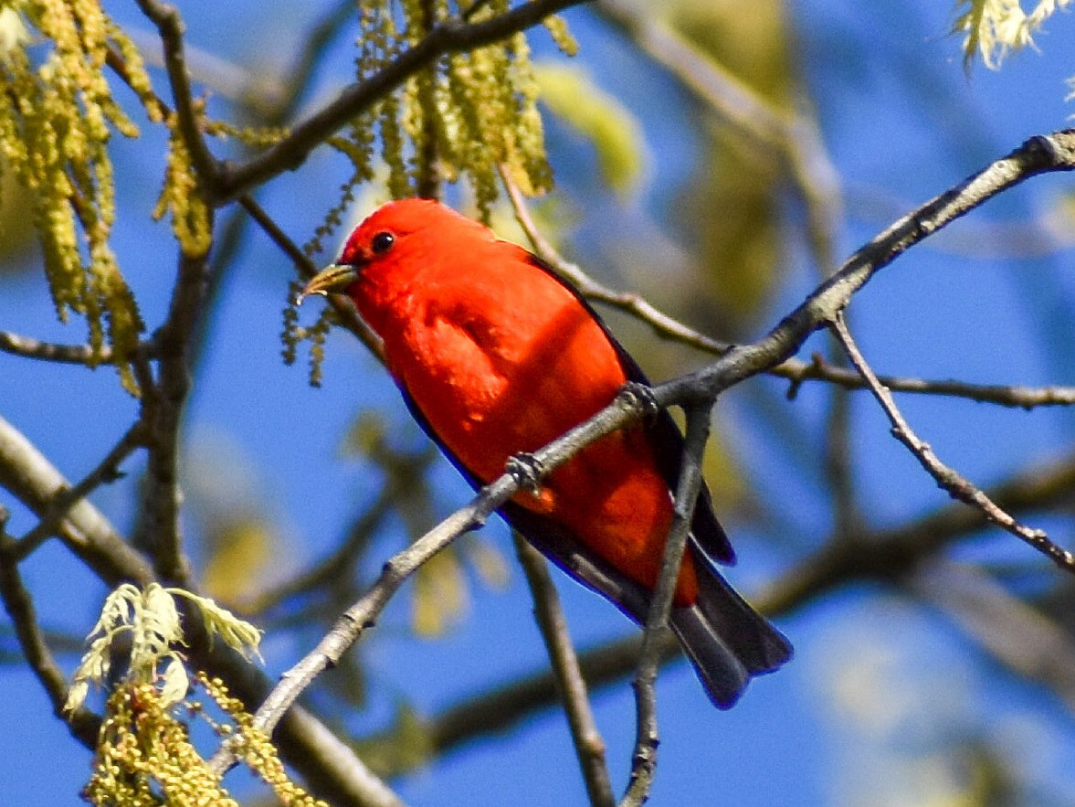 Scarlet Tanager - ML335996631