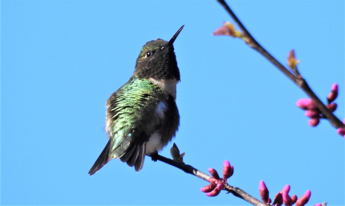 Ruby-throated Hummingbird - Carol Baird Molander