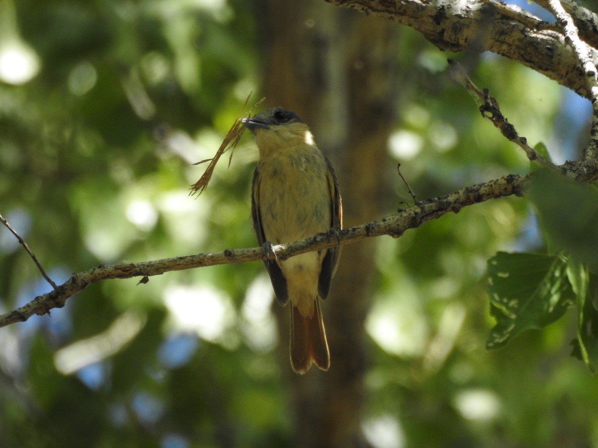 Rose-throated Becard - Steve Clark