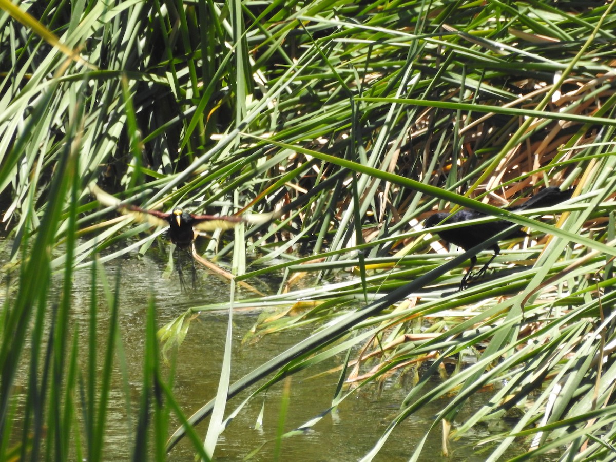 Northern Jacana - Steve Clark