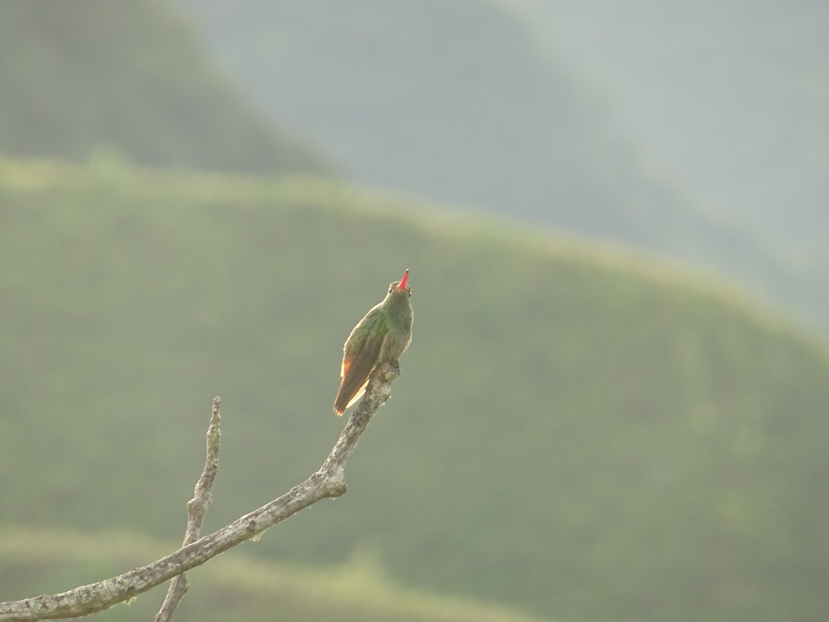 Rufous-tailed Hummingbird - Luisa Andrade