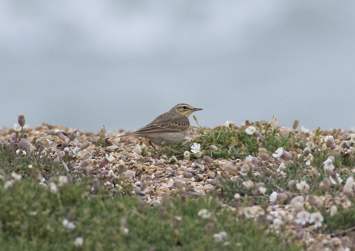 Tawny Pipit - ML335999421