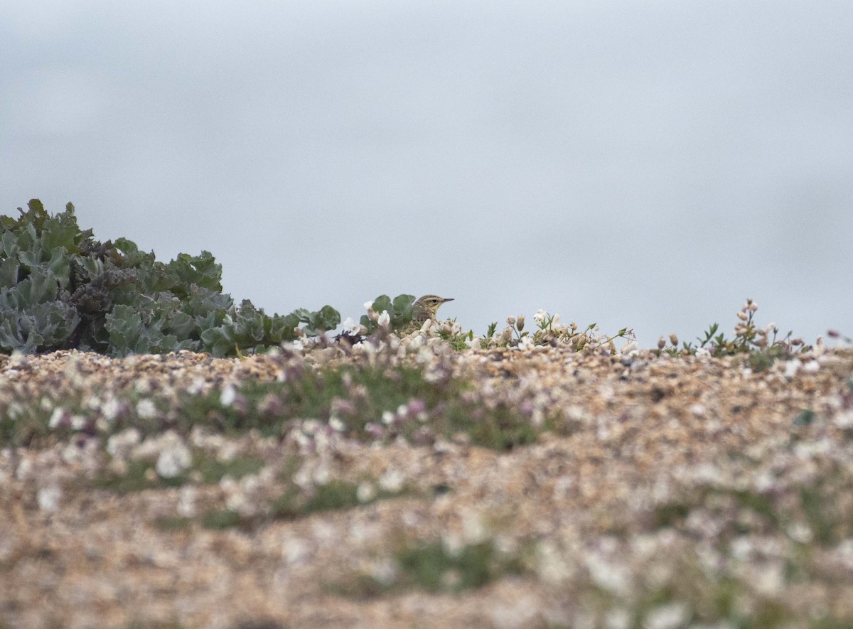 Tawny Pipit - ML335999461
