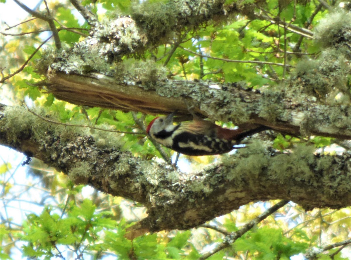 Middle Spotted Woodpecker - Miguel A.  Pinto Cebrián