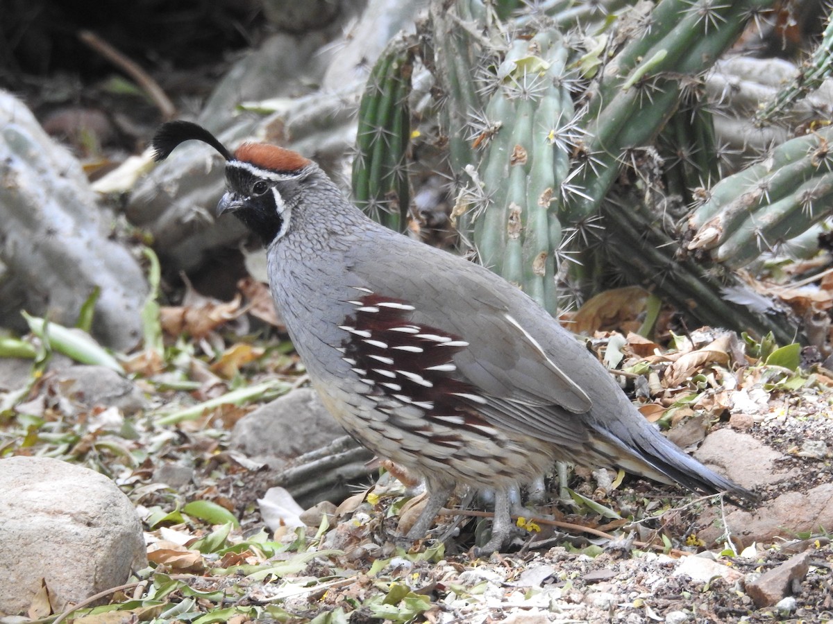 Gambel's Quail - Steve Clark