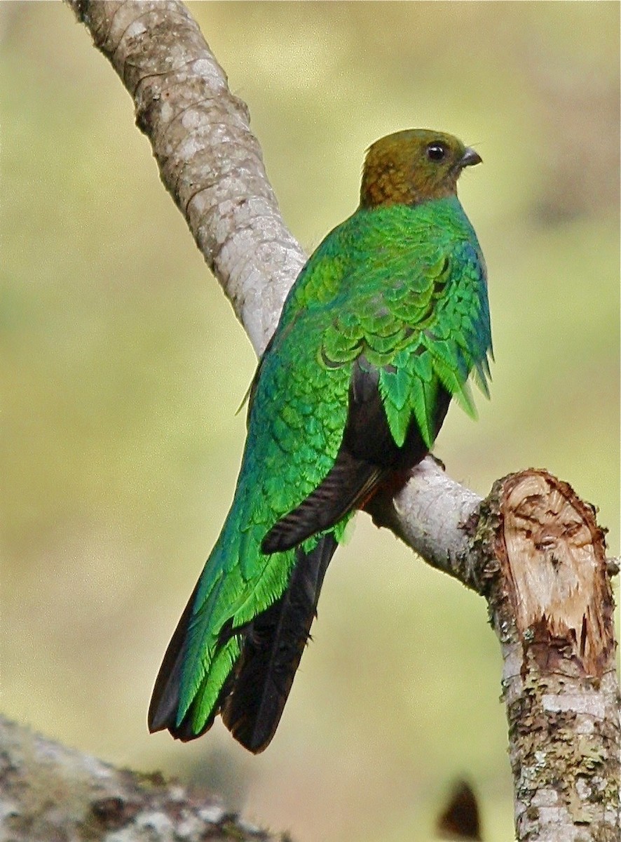 Golden-headed Quetzal - ML336000941