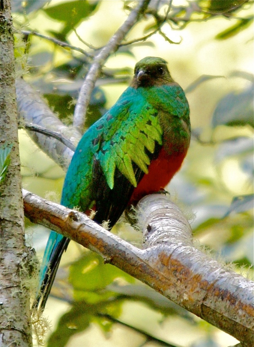 Golden-headed Quetzal - ML336000951