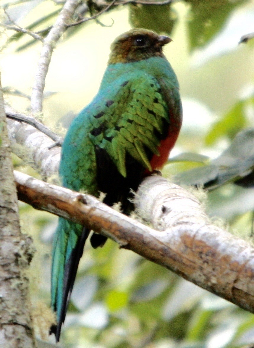 Golden-headed Quetzal - ML336000991