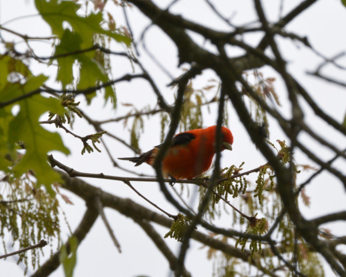 Scarlet Tanager - ML336001051