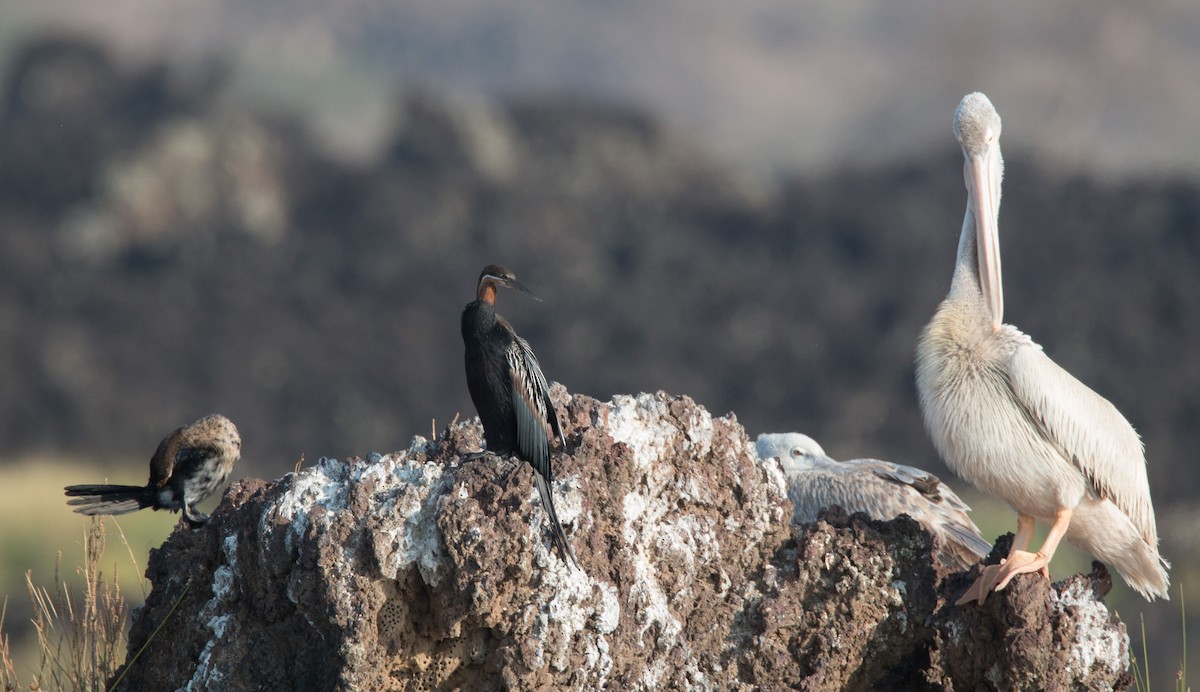 African Darter - ML33600111