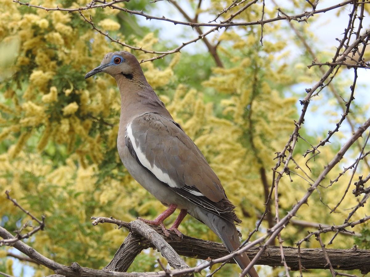 White-winged Dove - Steve Clark