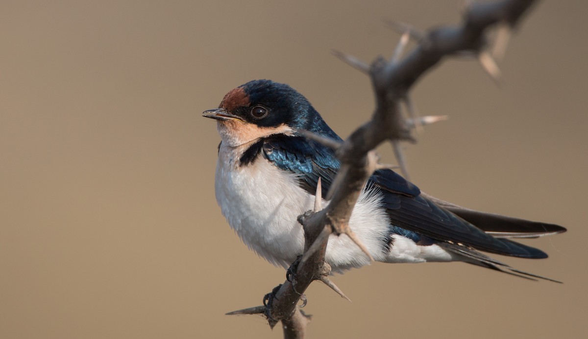 Ethiopian Swallow - Ian Davies