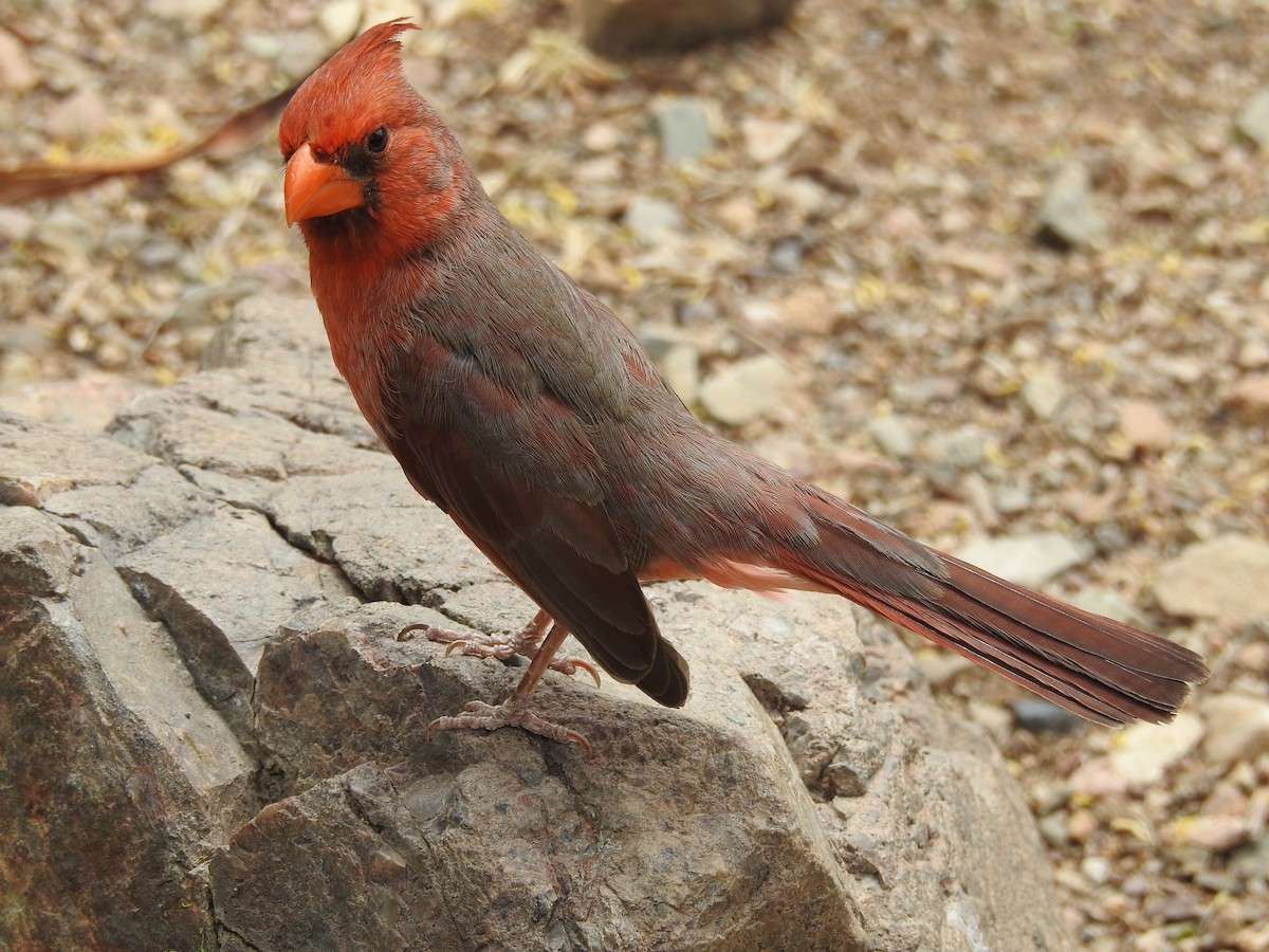 Northern Cardinal - Steve Clark