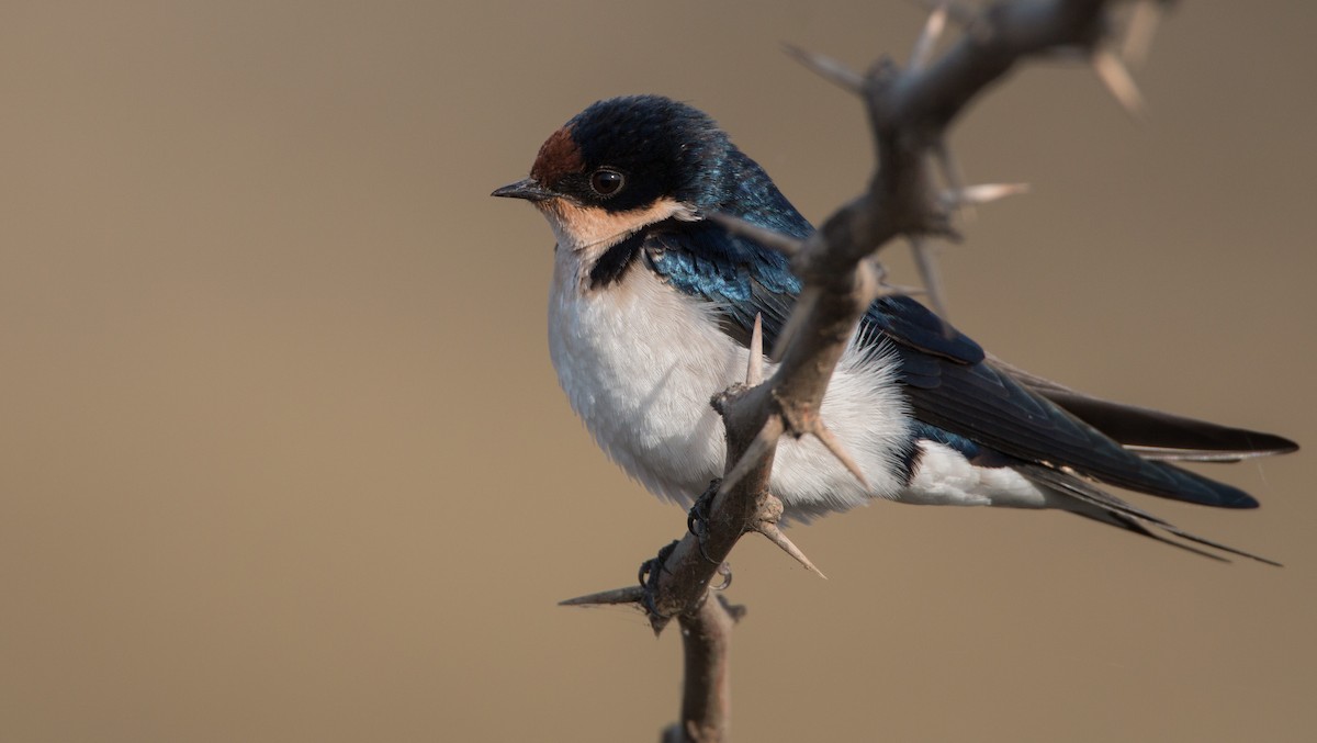 Ethiopian Swallow - ML33600171