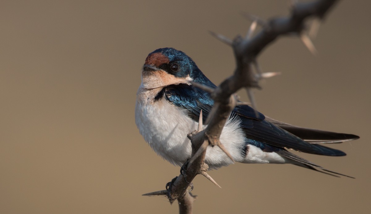 Ethiopian Swallow - ML33600181