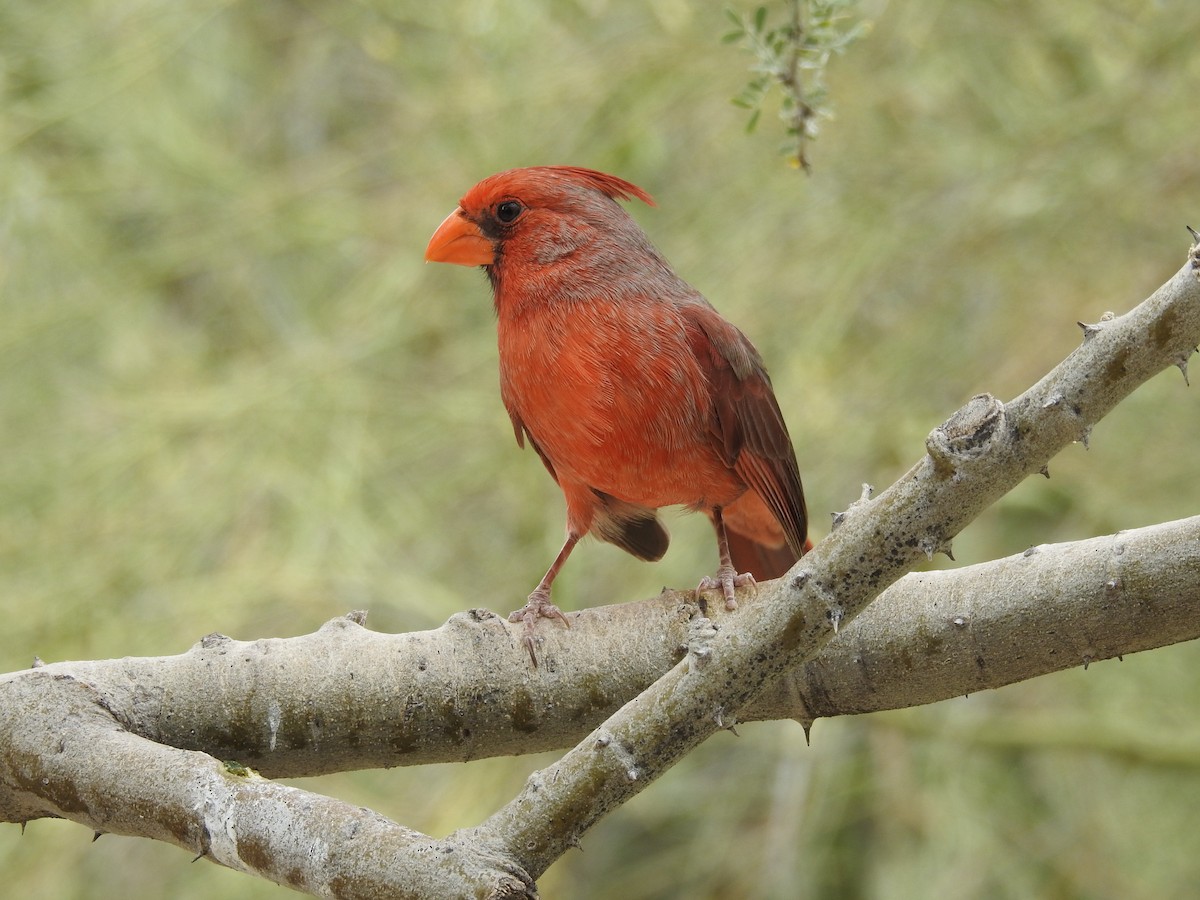 Cardenal Norteño - ML336001951