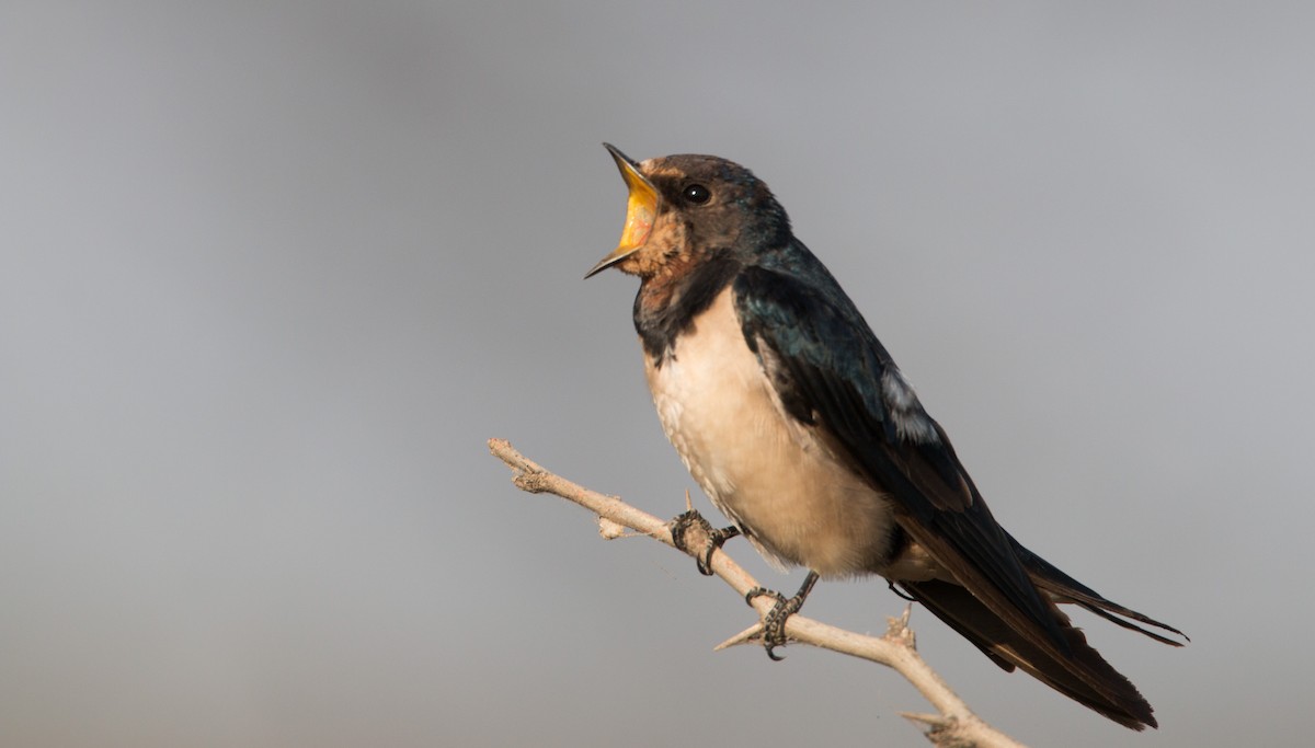 Barn Swallow - Ian Davies