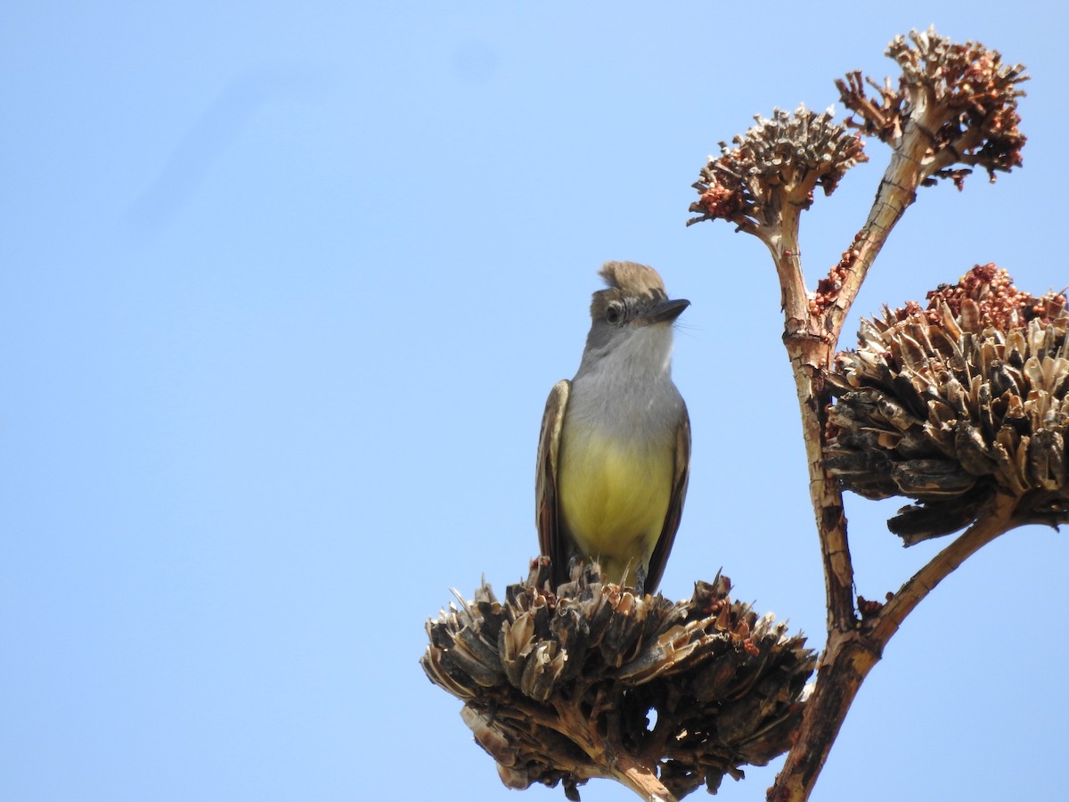 Brown-crested Flycatcher - Steve Clark