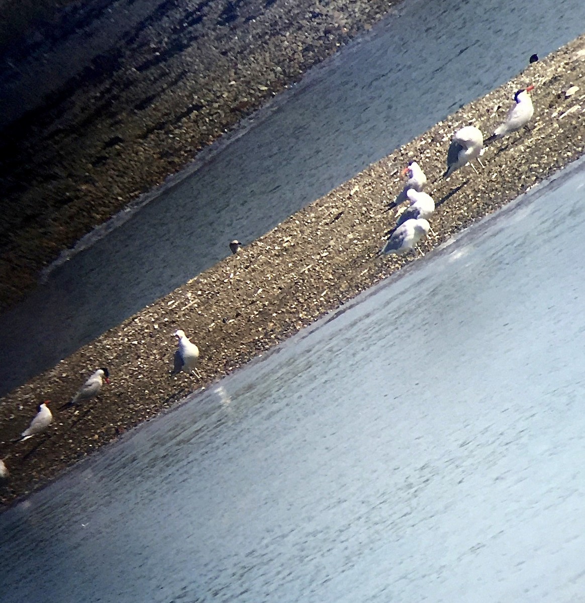 Caspian Tern - ML33600281