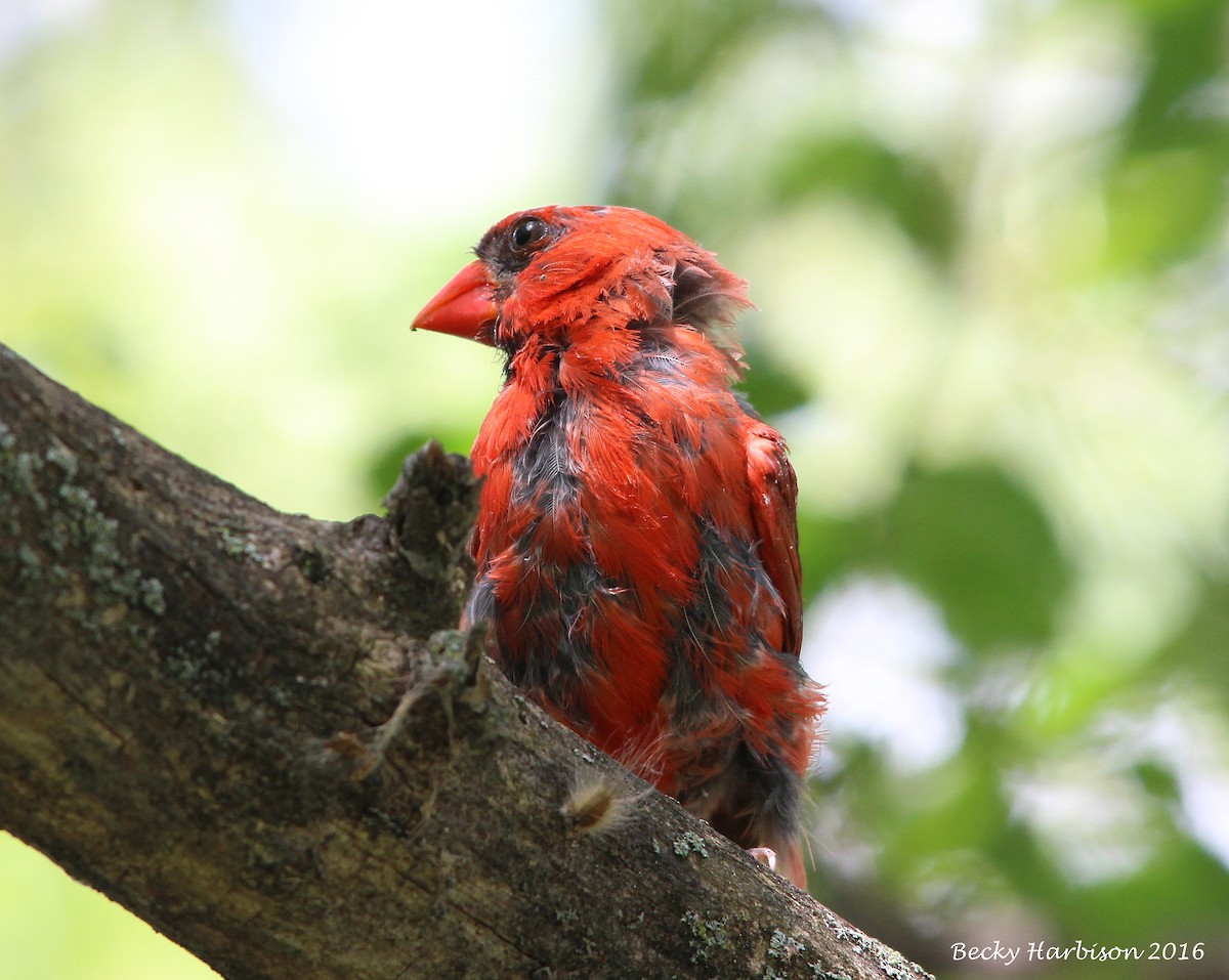 Cardinal rouge - ML33600301