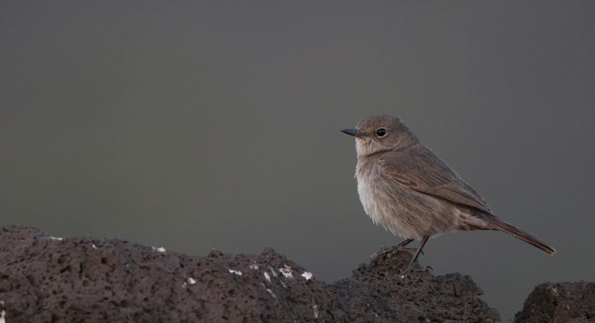 Sombre Rock Chat - ML33600311