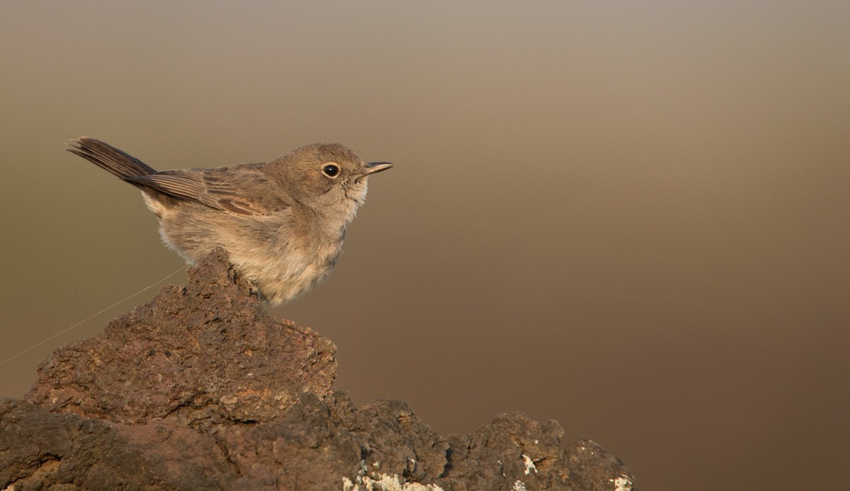Sombre Rock Chat - ML33600321