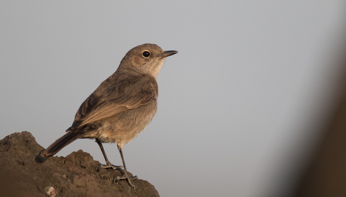 Sombre Rock Chat - ML33600331