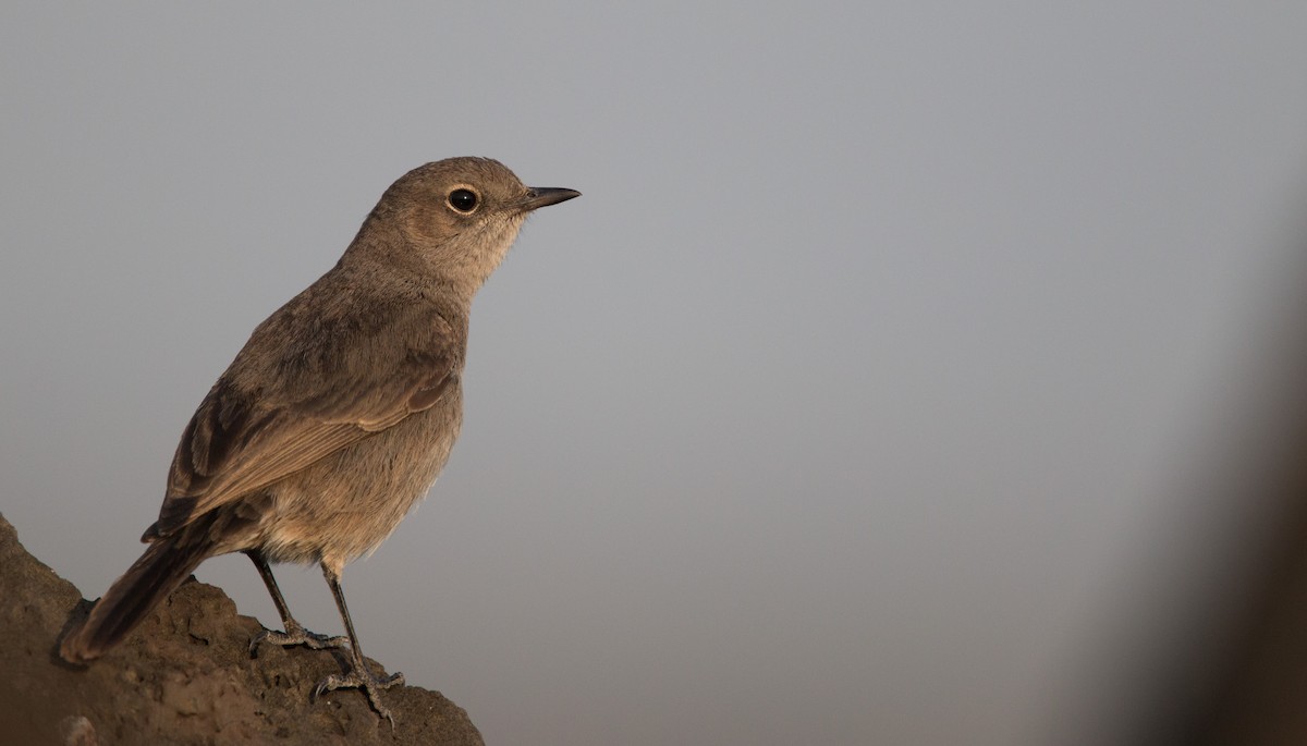 Sombre Rock Chat - ML33600341