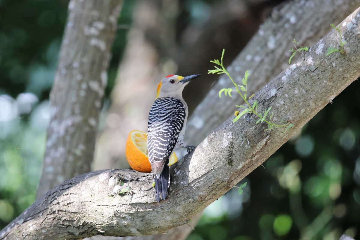 Golden-fronted Woodpecker (Northern) - ML336004751