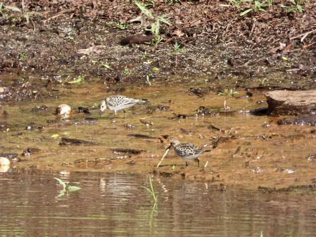 Байрдийн элсэг - ML33600511