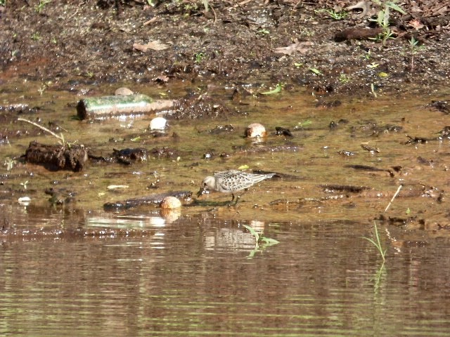 Baird txirria - ML33600521