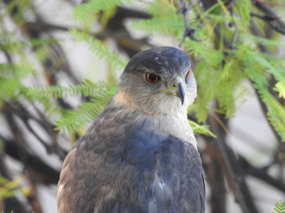 Cooper's Hawk - ML336006231