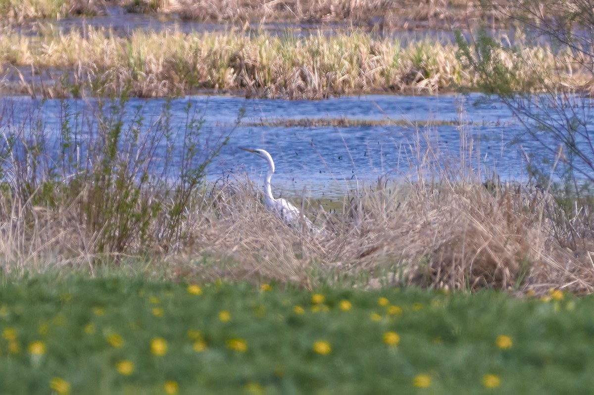 Great Egret - ML336007351