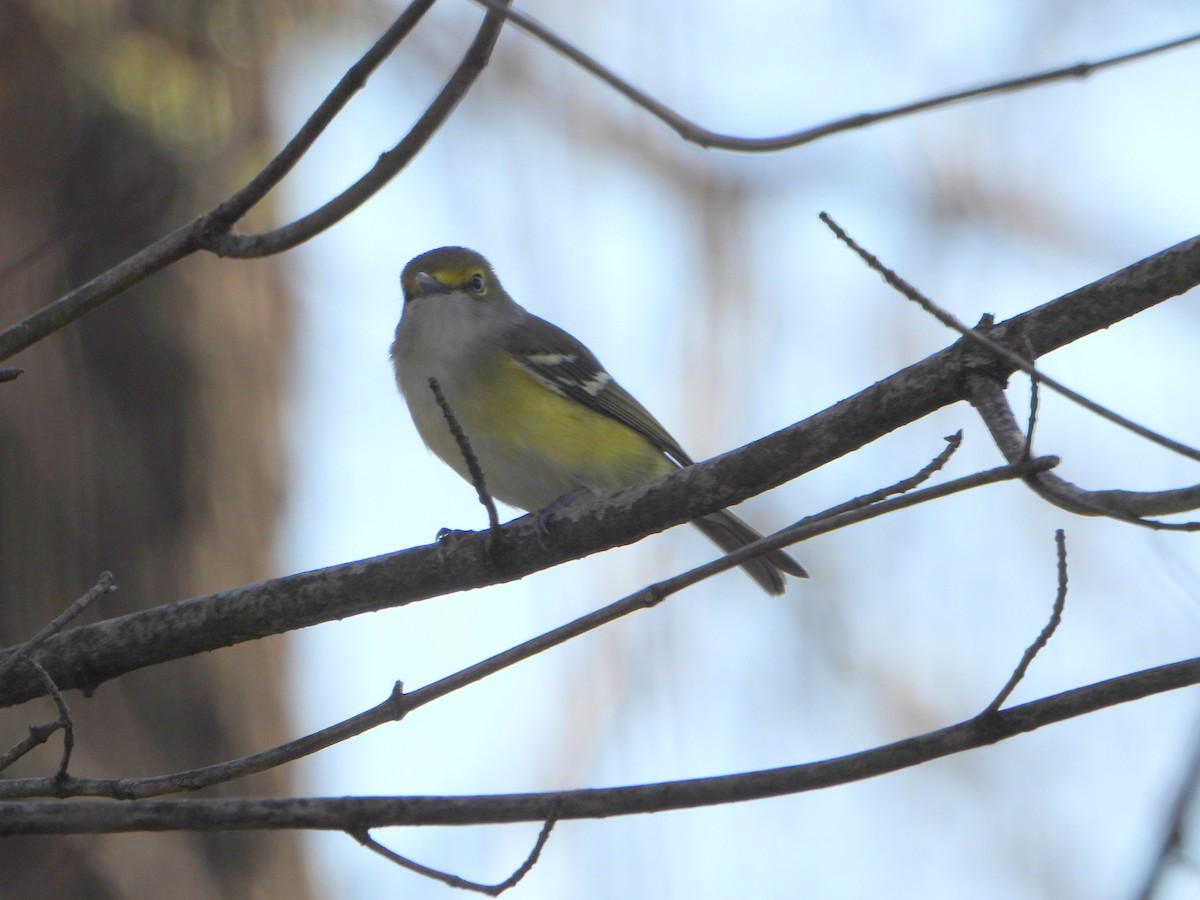 White-eyed Vireo - ML336007431