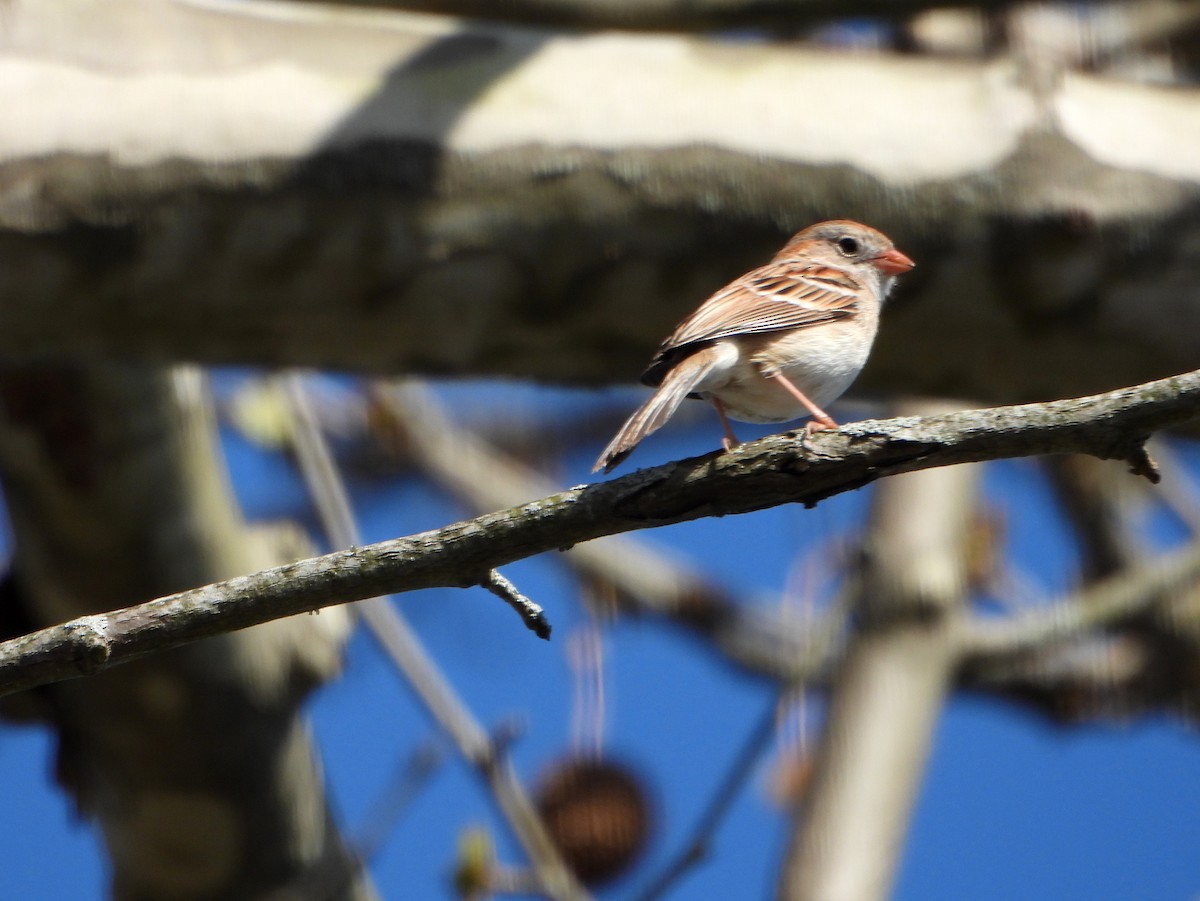 Field Sparrow - bob butler