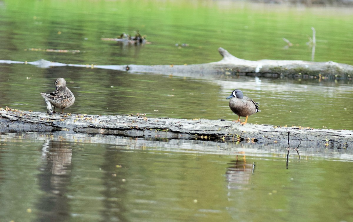 Blue-winged Teal - ML336007851