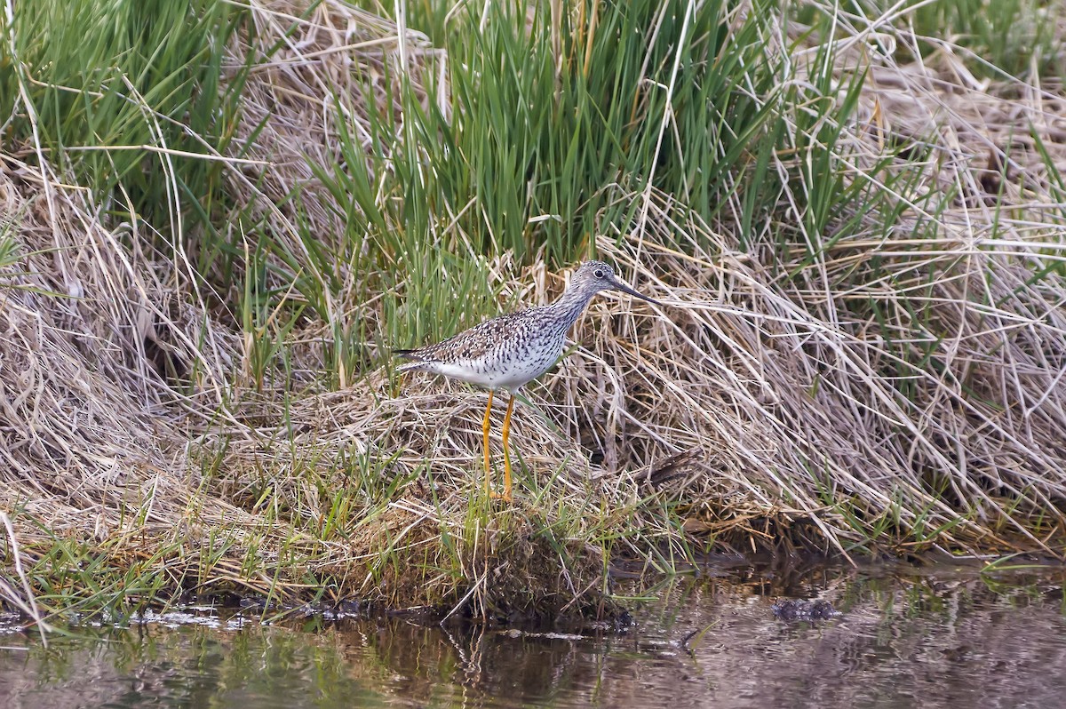 Greater Yellowlegs - ML336008091
