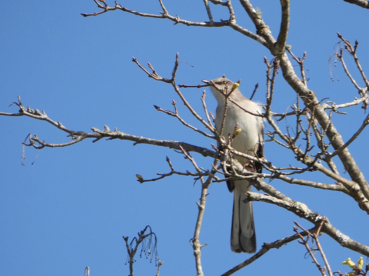 Northern Mockingbird - bob butler