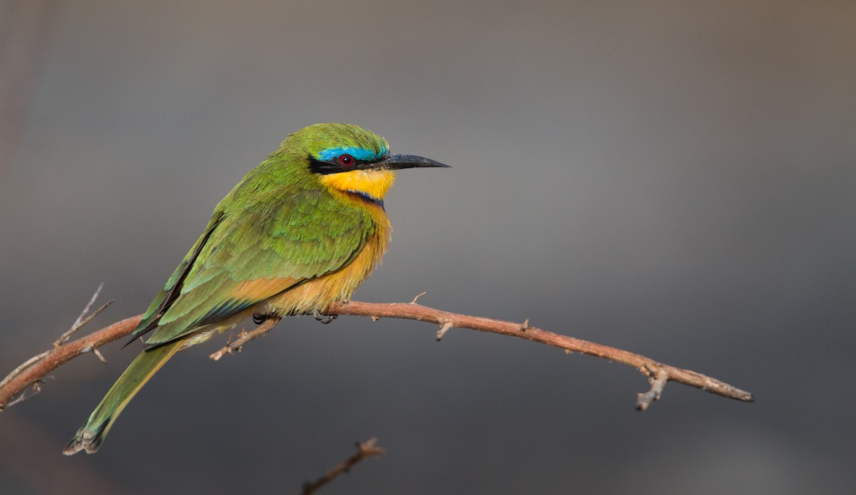 Little Bee-eater - Ian Davies