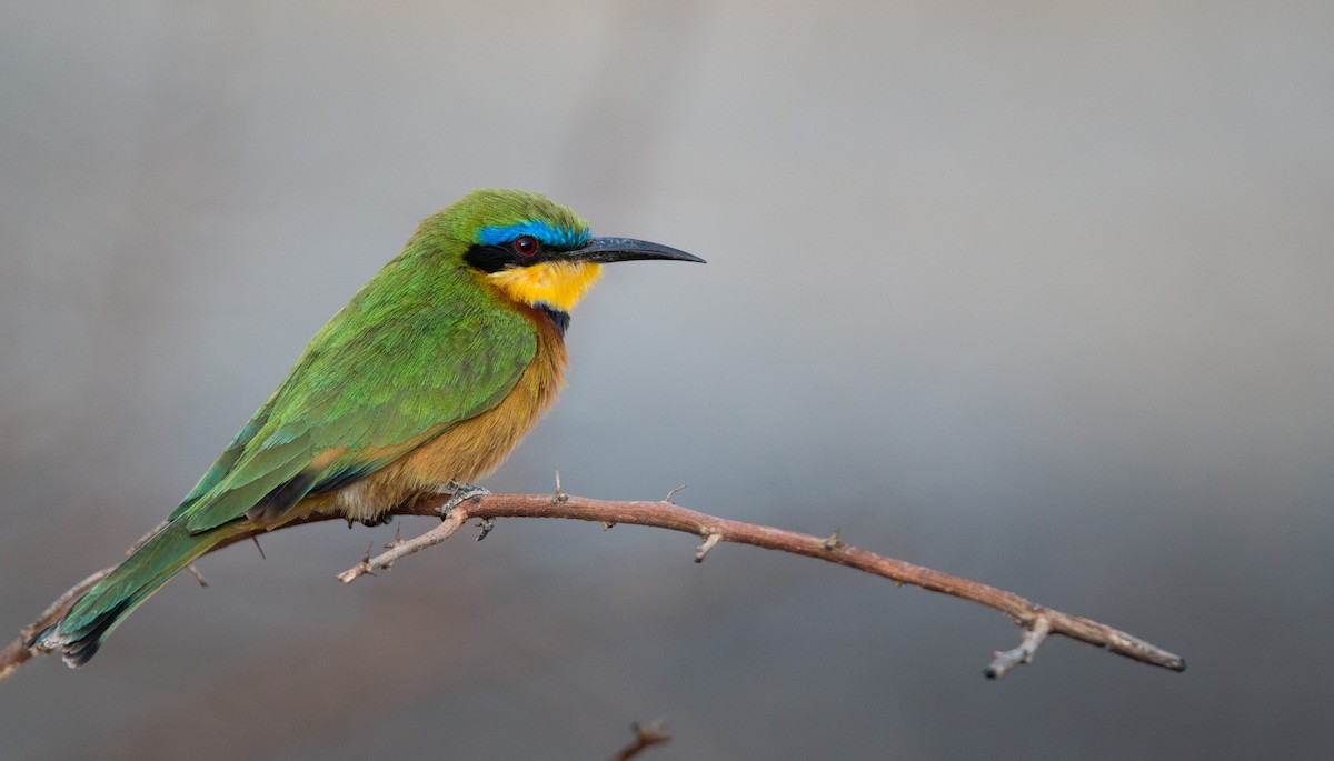 Little Bee-eater - ML33600861