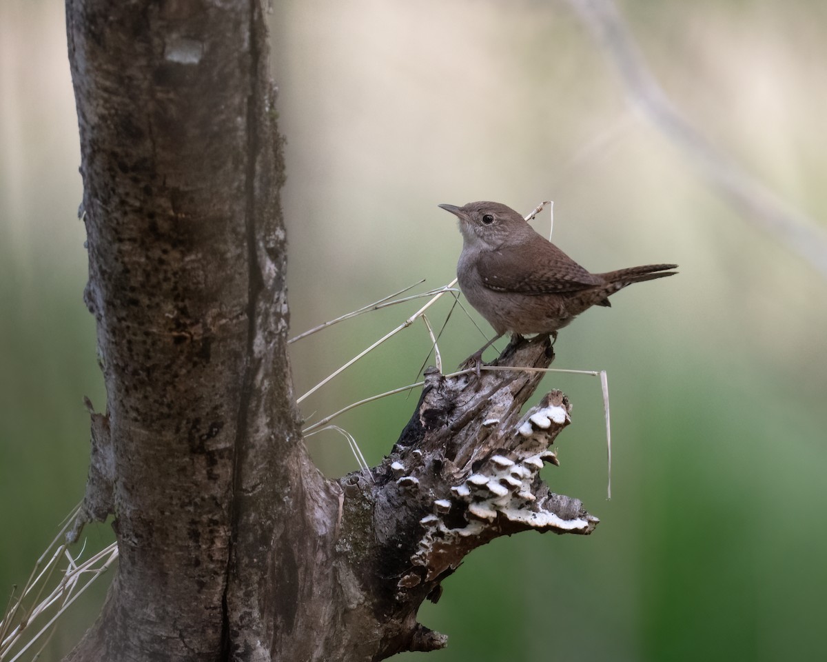 Northern House Wren - ML336008641